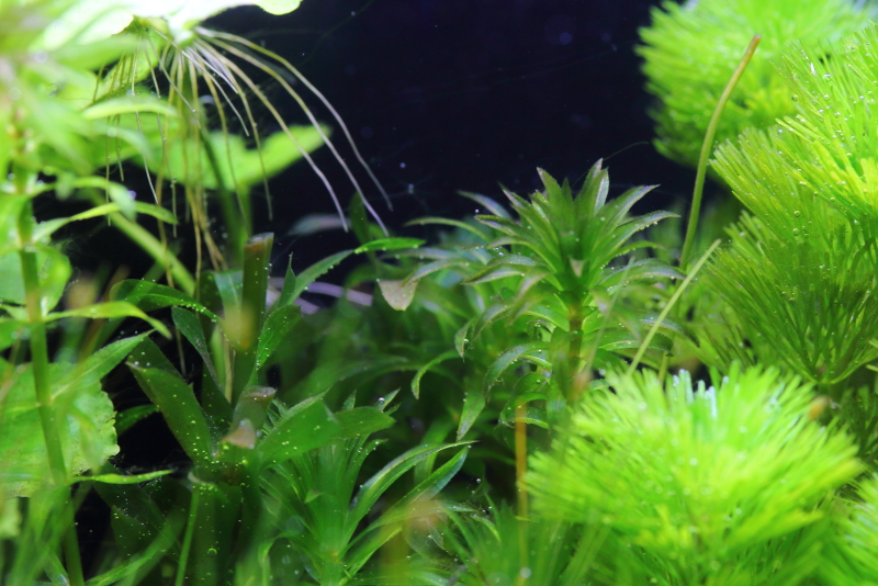 植栽から16日目（トリミングから3日目）　アナカリス